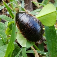 Calolampra sp. (genus) at Lyneham Wetland - 24 Mar 2021