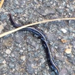 Caenoplana coerulea (Blue Planarian, Blue Garden Flatworm) at Lyneham Wetland - 24 Mar 2021 by trevorpreston