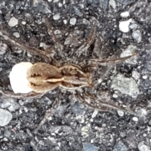 Lycosidae (family) at Sullivans Creek, Lyneham South - 24 Mar 2021