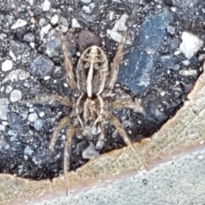 Artoriopsis sp. (genus) (Unidentified Artoriopsis wolf spider) at O'Connor, ACT - 24 Mar 2021 by trevorpreston