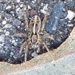 Artoriopsis sp. (genus) at O'Connor, ACT - 24 Mar 2021 09:27 AM