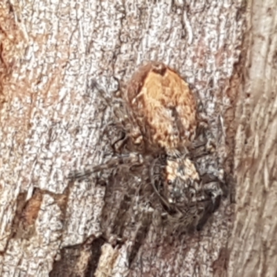 Servaea incana (Hoary Servaea) at Lyneham, ACT - 24 Mar 2021 by trevorpreston