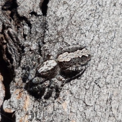 Clynotis severus (Stern Jumping Spider) at Lyneham, ACT - 24 Mar 2021 by trevorpreston