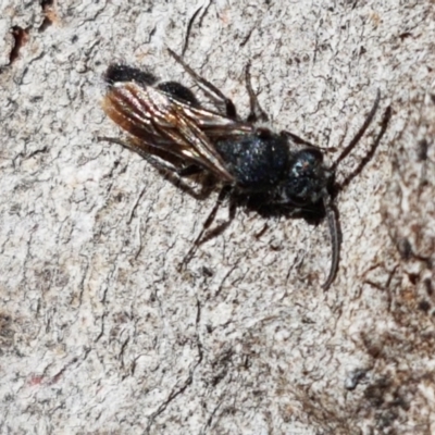 Mutillidae (family) (Unidentified Mutillid wasp or velvet ant) at Lyneham, ACT - 24 Mar 2021 by trevorpreston