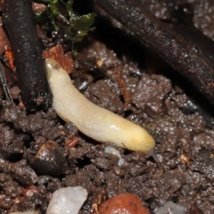 Arion intermedius (Hedgehog Slug) at Acton, ACT - 23 Mar 2021 by TimL