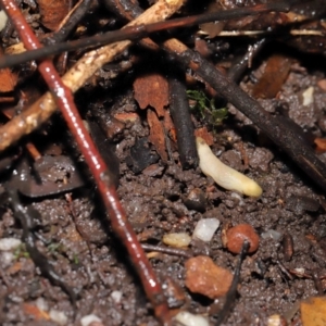 Arion intermedius at Acton, ACT - 23 Mar 2021 12:33 PM