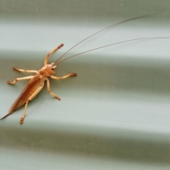 Gryllacrididae sp. (family) (Wood, Raspy or Leaf Rolling Cricket) at Rugosa - 17 Mar 2021 by SenexRugosus