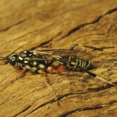 Stenarella victoriae (An ichneumon parasitic wasp) at Conder, ACT - 18 Jan 2021 by michaelb