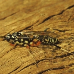 Stenarella victoriae (An ichneumon parasitic wasp) at Pollinator-friendly garden Conder - 18 Jan 2021 by michaelb