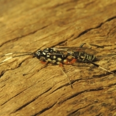 Stenarella victoriae at Conder, ACT - 18 Jan 2021