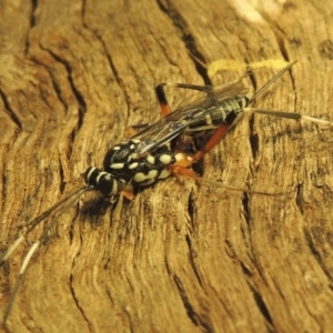 Stenarella victoriae at Conder, ACT - 18 Jan 2021