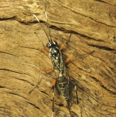 Stenarella victoriae at Conder, ACT - 18 Jan 2021