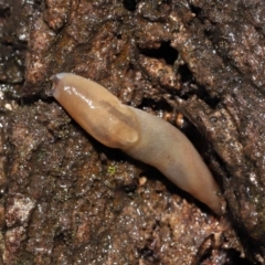Ambigolimax nyctelia (Striped Field Slug) at Acton, ACT - 23 Mar 2021 by TimL