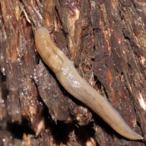 Ambigolimax sp. (valentius and waterstoni) at Downer, ACT - 23 Mar 2021