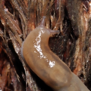 Ambigolimax sp. (valentius and waterstoni) at Downer, ACT - 23 Mar 2021