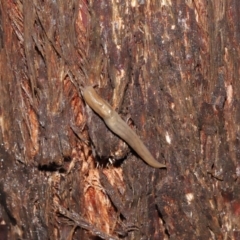 Ambigolimax nyctelia at Downer, ACT - 23 Mar 2021