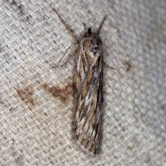 Ciampa arietaria (Brown Pasture Looper Moth) at O'Connor, ACT - 15 Mar 2021 by ibaird