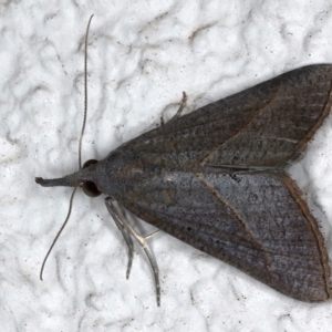 Rhynchina obliqualis at Ainslie, ACT - 23 Mar 2021