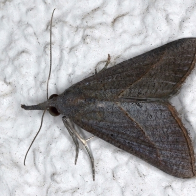 Rhynchina obliqualis (A Noctuid moth) at Ainslie, ACT - 23 Mar 2021 by jb2602