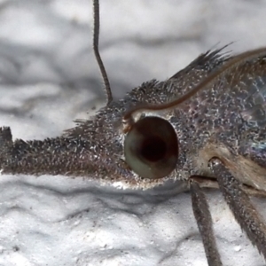 Rhynchina obliqualis at Ainslie, ACT - 23 Mar 2021