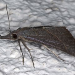 Rhynchina obliqualis at Ainslie, ACT - 23 Mar 2021