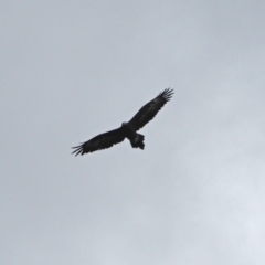 Aquila audax (Wedge-tailed Eagle) at Woodstock Nature Reserve - 23 Mar 2021 by wombey