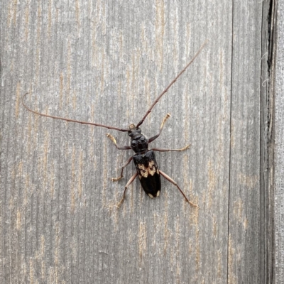 Phoracantha semipunctata (Common Eucalypt Longicorn) at Wandiyali-Environa Conservation Area - 24 Mar 2021 by Wandiyali