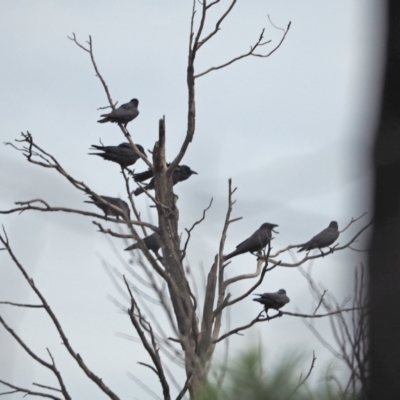 Corvus mellori (Little Raven) at Holt, ACT - 24 Mar 2021 by wombey