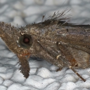 Rhapsa suscitatalis at Ainslie, ACT - 23 Mar 2021