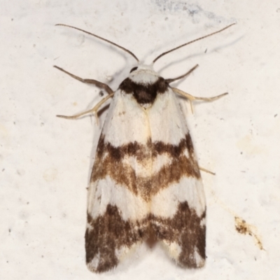 Thallarcha albicollis (Crossed Footman) at Melba, ACT - 19 Mar 2021 by kasiaaus