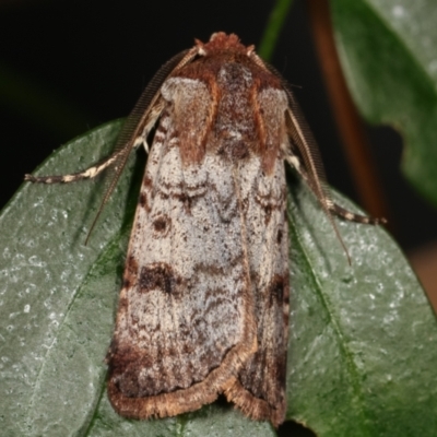 Agrotis porphyricollis (Variable Cutworm) at Melba, ACT - 19 Mar 2021 by kasiaaus