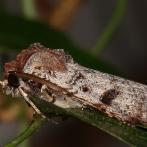 Agrotis porphyricollis at Melba, ACT - 19 Mar 2021