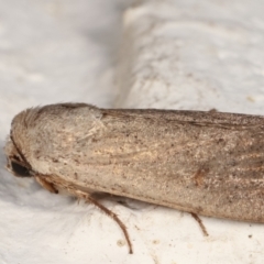 Proteuxoa (genus) at Melba, ACT - 19 Mar 2021