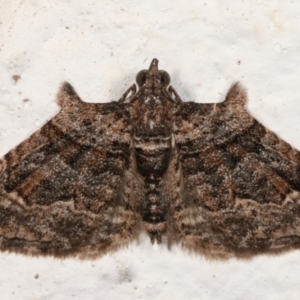 Phrissogonus laticostata at Melba, ACT - 19 Mar 2021