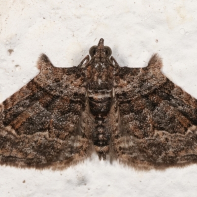 Phrissogonus laticostata (Apple looper moth) at Melba, ACT - 19 Mar 2021 by kasiaaus