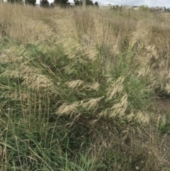 Piptatherum miliaceum (Rice Millet, Many-flowered Millet Grass) at Palmerston, ACT - 24 Mar 2021 by walter