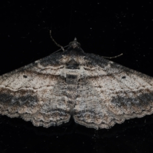 Syneora euboliaria at Ainslie, ACT - 23 Mar 2021 09:45 PM