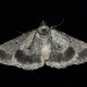 Syneora euboliaria at Ainslie, ACT - 23 Mar 2021 09:45 PM