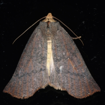 Fisera eribola (Orange-hooded Crest-moth) at Ainslie, ACT - 23 Mar 2021 by jb2602