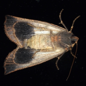 Fisera eribola at Ainslie, ACT - 23 Mar 2021 11:10 PM