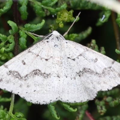 Nearcha aridaria (An Oenochromine moth) at Ainslie, ACT - 23 Mar 2021 by jb2602