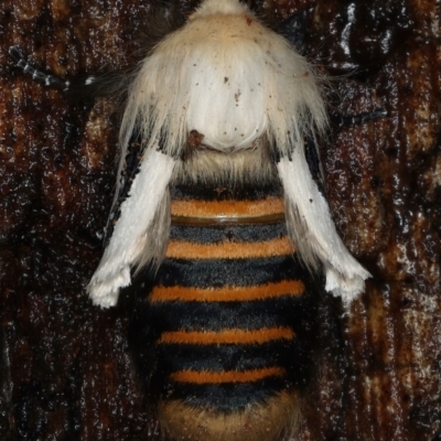 Oenosandra boisduvalii (Boisduval's Autumn Moth) at Ainslie, ACT - 23 Mar 2021 by jb2602