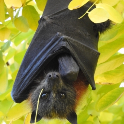 Pteropus poliocephalus (Grey-headed Flying-fox) at Burradoo - 24 Mar 2021 by GlossyGal