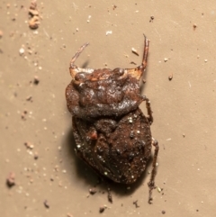 Nerthra sp. (genus) (Toad Bug) at ANBG - 23 Mar 2021 by Roger