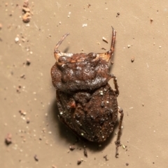 Nerthra sp. (genus) (Toad Bug) at Acton, ACT - 23 Mar 2021 by Roger