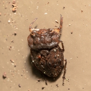 Nerthra sp. (genus) at Acton, ACT - 24 Mar 2021 09:18 AM