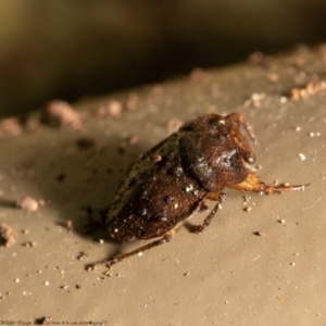 Nerthra sp. (genus) at Acton, ACT - 24 Mar 2021 09:18 AM