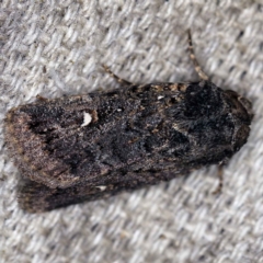 Proteuxoa unidentified species (MoV sp.24) (A Noctuid moth) at O'Connor, ACT - 15 Mar 2021 by ibaird