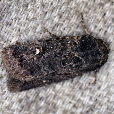 Proteuxoa unidentified species (MoV sp.24) (A Noctuid moth) at O'Connor, ACT - 15 Mar 2021 by ibaird