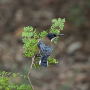 Acanthorhynchus tenuirostris at Acton, ACT - 24 Mar 2021